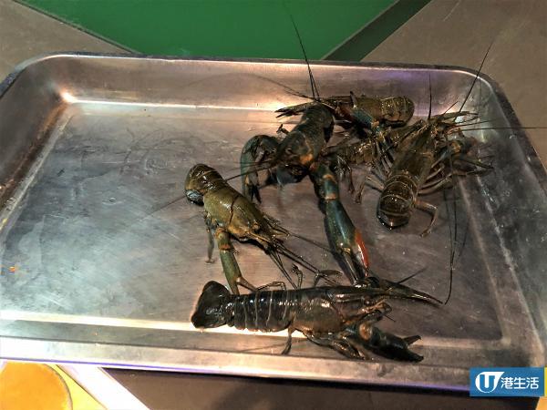 【观塘好去处】观塘3000呎室内钓虾场!大头虾/龙虾任钓即烧