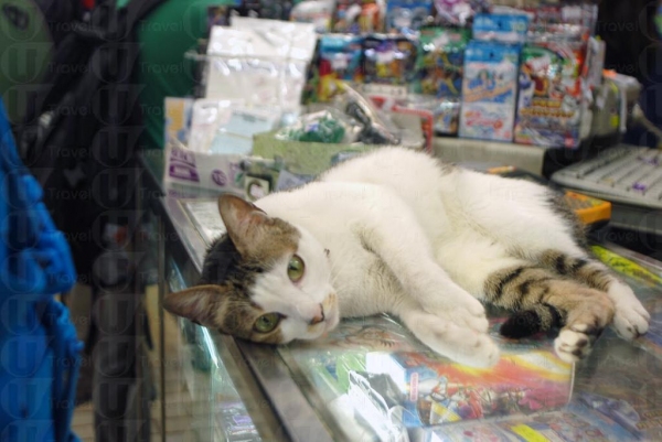 老闆娘與店主「 22 號」長年看舖。