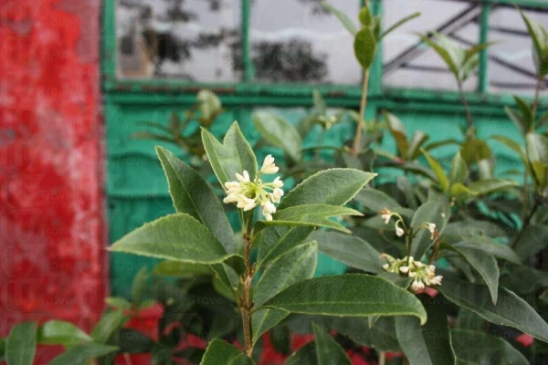 淨院旁種有很多桂花樹,聞到桂花香就知到了淨院啦。
