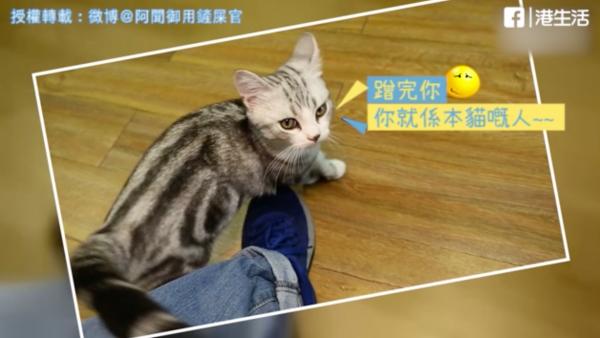 用屁屁對住你=鍾意你!拆解貓咪喜歡你的12個表現