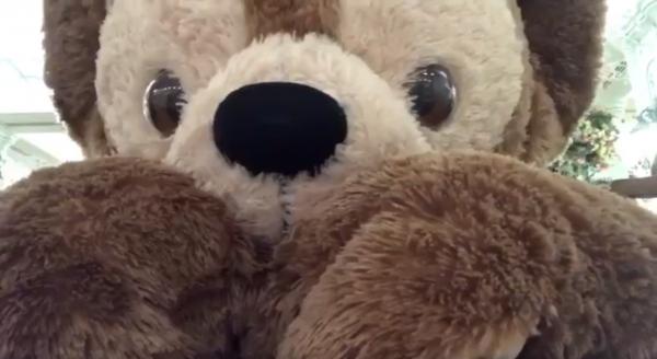 香港迪士尼有隻貪玩Duffy!瘋狂對鏡頭扮Q冧死日本遊客