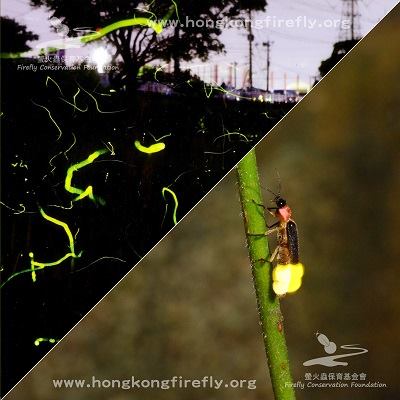逾千隻螢火蟲現身大埔 香港昆蟲節16 港生活 尋找香港好去處