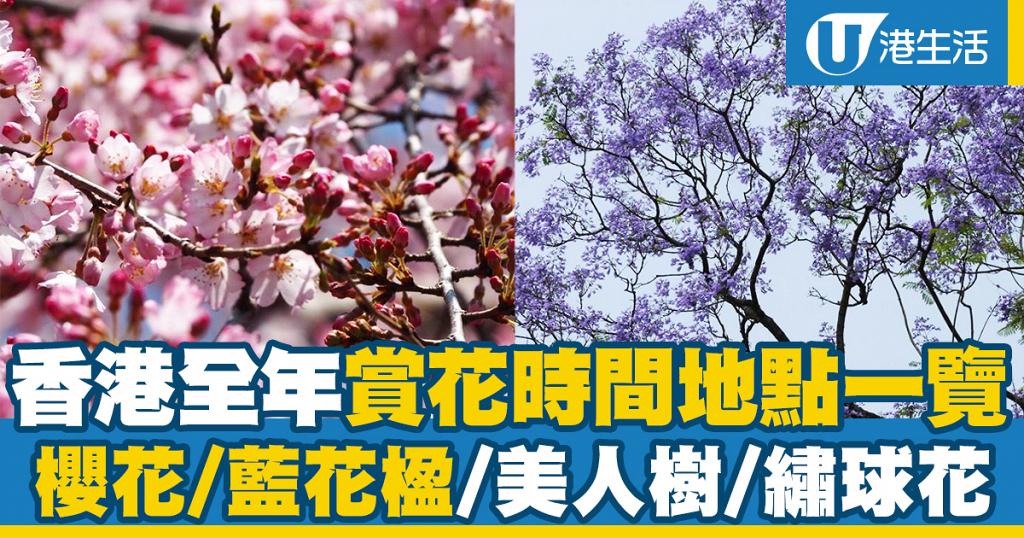 花季 香港全年賞花時間地點一覽 櫻花 美人樹 藍花楹 繡球花 港生活 尋找香港好去處