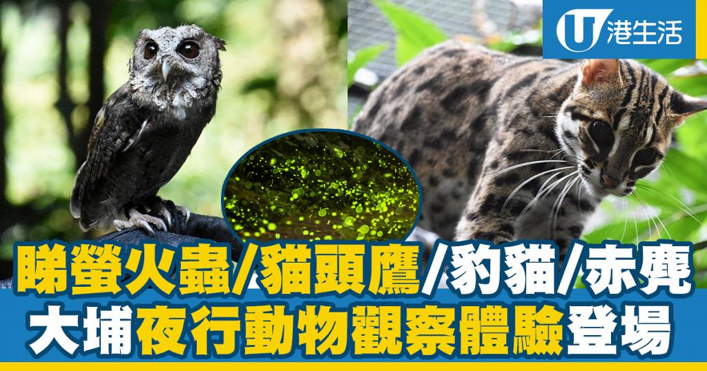 大埔好去處 嘉道理農場夜行動物觀察體驗 觀賞螢火蟲 貓頭鷹 豹貓 赤麂 港生活 尋找香港好去處