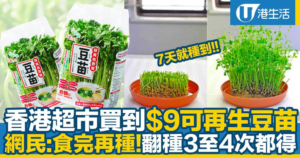 香港超市買到 9可再生豆苗網民 食完再種 翻種3至4次都得 港生活 尋找香港好去處
