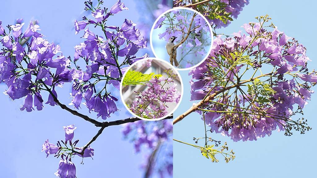 賞花好去處 香港多區盛開唯美藍花楹紫藍淡雅色調 灣仔星街 屯門 銅鑼灣 沙田 東涌 港生活 尋找香港好去處