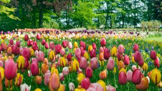 【大嶼山好去處】香港首個歐洲風格鮮花主題公園!鬱金香花海任影