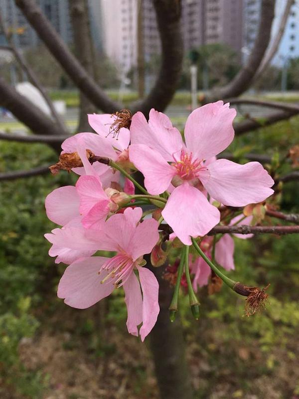 花季 香港全年賞花時間地點一覽 櫻花 美人樹 藍花楹 繡球花 港生活 尋找香港好去處