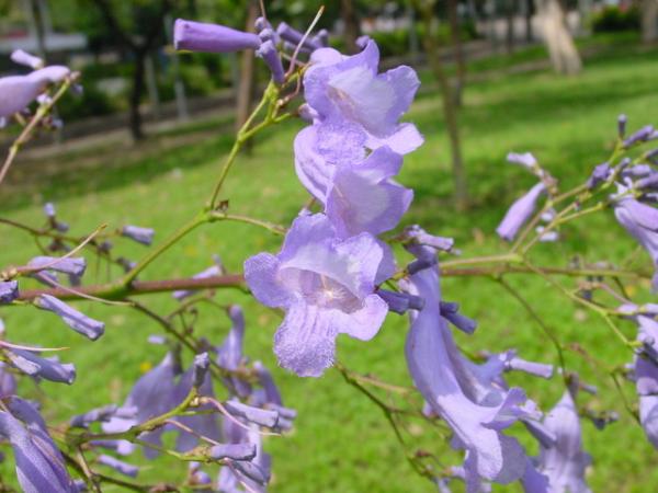 花季 香港全年賞花時間地點一覽 櫻花 美人樹 藍花楹 繡球花 港生活