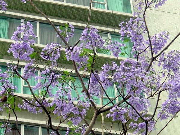 花季 香港全年賞花時間地點一覽 櫻花 美人樹 藍花楹 繡球花 港生活