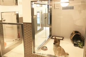 尖沙咀7千呎一站式寵物生活店開幕︱日平價眼鏡店首推迪士尼系列