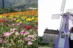 大埔新開50萬呎蝶頭花主題農莊︱6米小飛象空降銅鑼灣