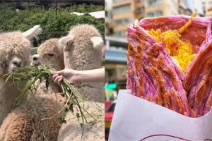 澳洲羊駝首度登陸香港農莊 | 太安樓平民美食掃街推薦