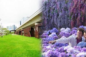 北角3千呎紫花海+紫滕花隧道︱9月份6大展覽推介