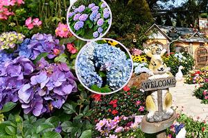 香港5大粉色繡球花賞花好去處︱8大復活節自助餐優惠推介