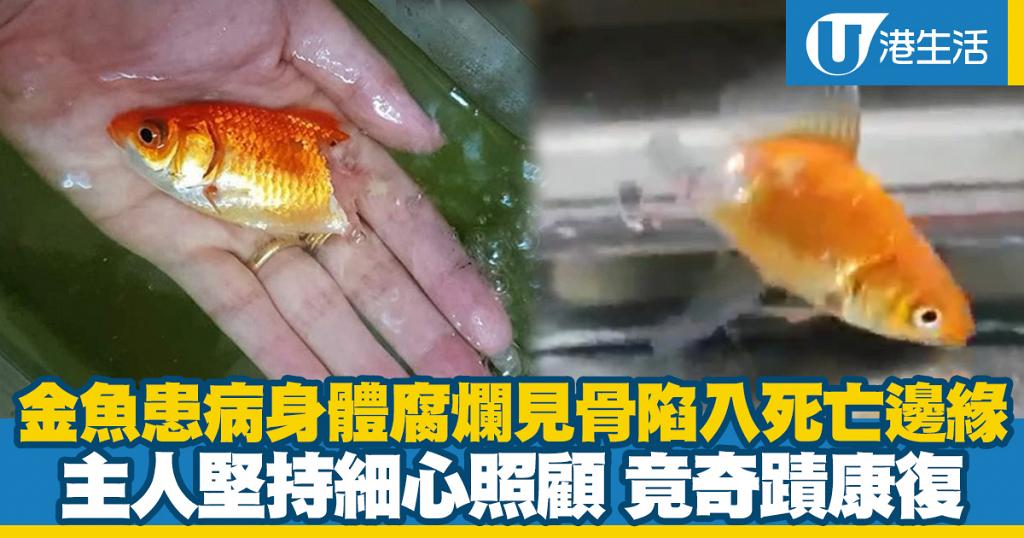 金魚患病身體腐爛陷入死亡邊緣主人堅持細心照顧下竟奇蹟康復 港生活 尋找香港好去處