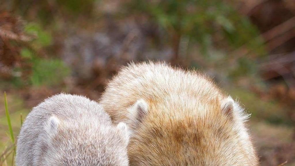 澳洲山火袋熊發揮本能挖地道變其他動物避難所助逃過一劫 港生活 尋找香港好去處