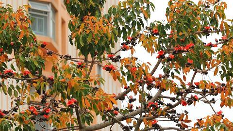 木棉花 港生活 尋找香港好去處