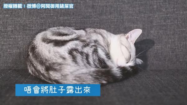 貓咪大字型瞓=信得過你!拆解貓星人4大睡姿