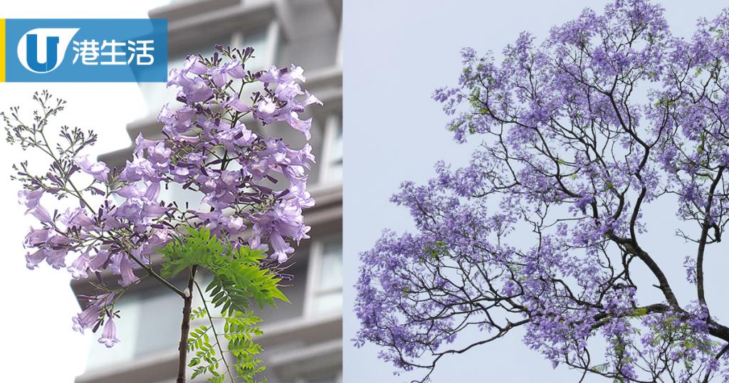 紫色浪漫 香港5大賞藍花楹地點 港生活 尋找香港好去處