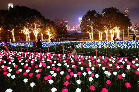 金鐘添馬公園逾萬朵LED玫瑰花燈海！